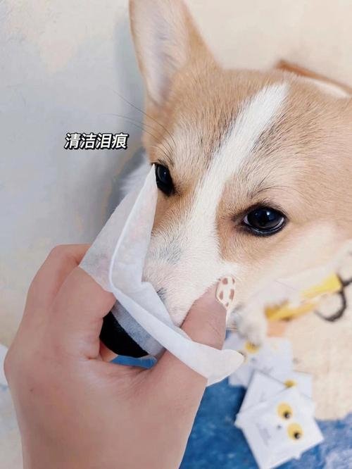 巴吉度犬多少钱一只?