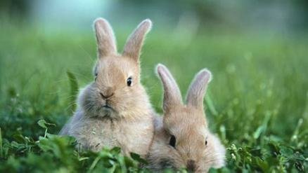 得鱼忘筌是什么动物