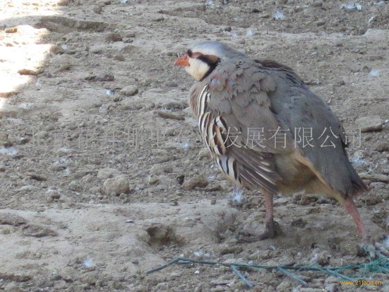 中国飞龙网的介绍