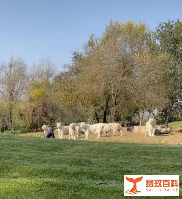 通报来了！游客擅自下车挑衅11只白虎