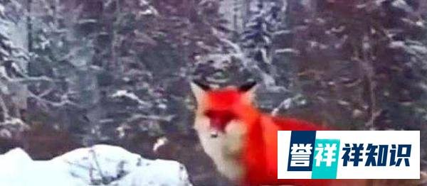 大兴安岭“火狐狸”当事人现身致歉，我们不该造假！