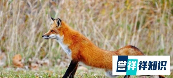 大兴安岭“火狐狸”当事人现身致歉,我们不该造假!