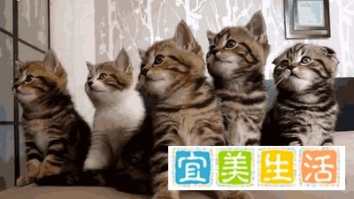 《摄影机都拍不到许昕的防守距离》