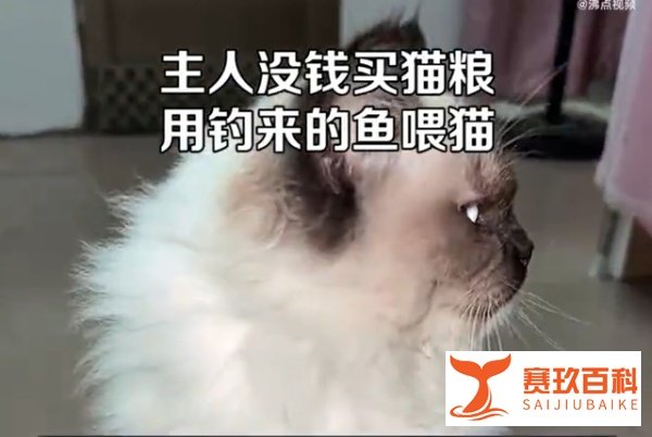 主人没钱买猫粮,用淡水生鱼喂猫,网友直呼不对劲