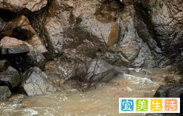 小象跌落瀑布死亡 曾有8头大象死于这个地狱瀑布