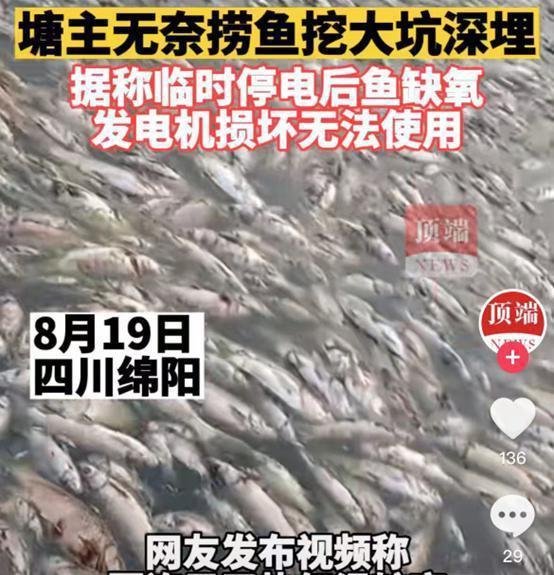 高温停电 数万斤鱼缺氧死亡漂满水面 这是咋情况？