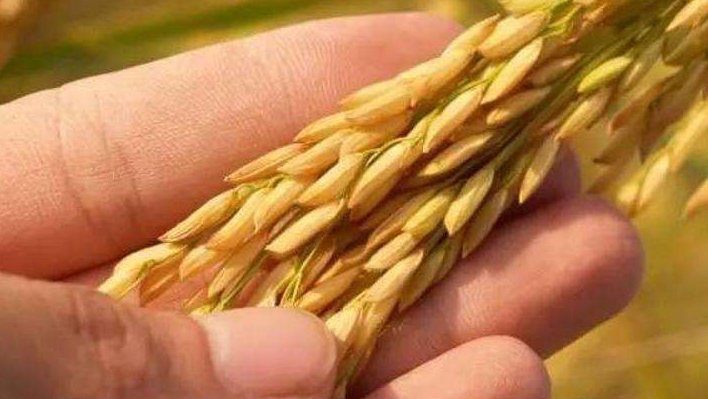 饱满是什么意思？