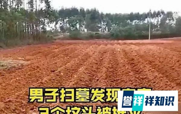 男子扫墓发现自家坟头被推平种甘蔗 到底什么情况？