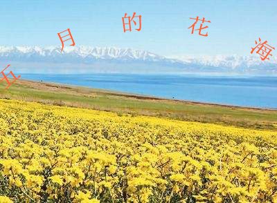 五月的花海的歌词是什么？
