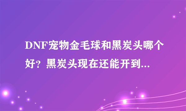 DNF宠物金毛球和黑炭头哪个好？黑炭头现在还能开到吗？求大神，求解释。我是女柔道！刷图pk两者兼备