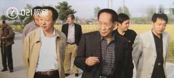 袁隆平77岁曾走遍上海超级稻农田 这是咋情况?
