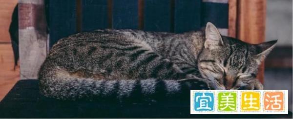 有听说过”加州闪亮猫“吗？