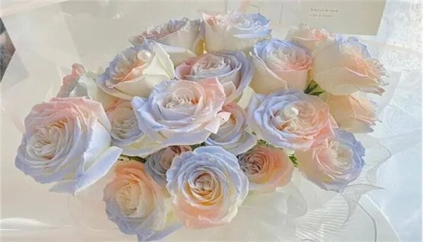 人鱼姬玫瑰花语和寓意