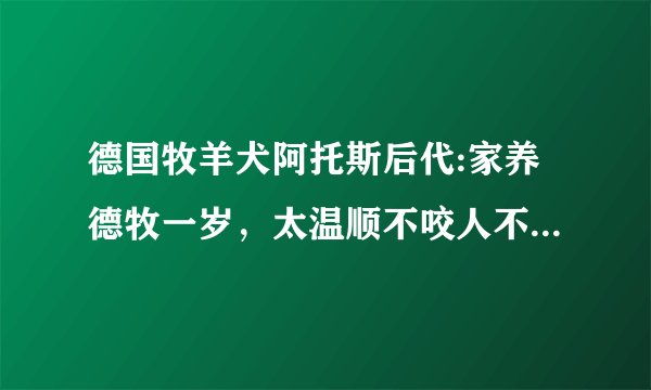 德国牧羊犬阿托斯后代:家养德牧一岁，太温顺不咬人不叫唤，应该怎么办？