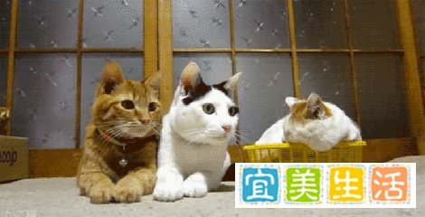 《摄影机都拍不到许昕的防守距离》