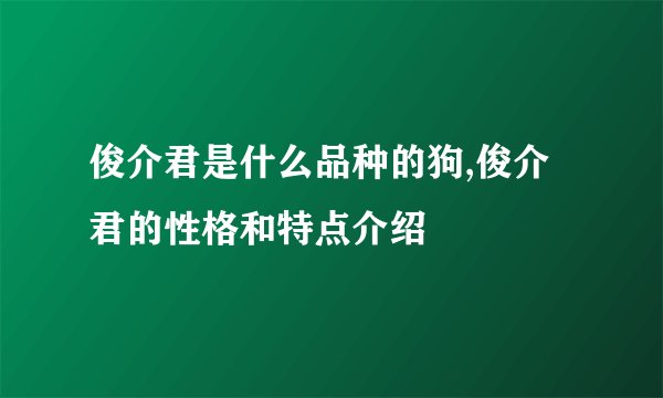 俊介君是什么品种的狗,俊介君的性格和特点介绍