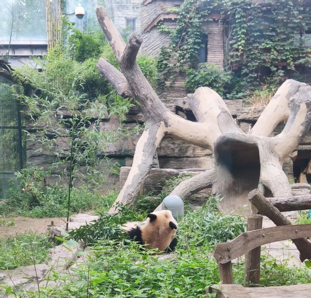 网红大熊猫突然头秃，为何大熊猫也会面临谢顶危机？