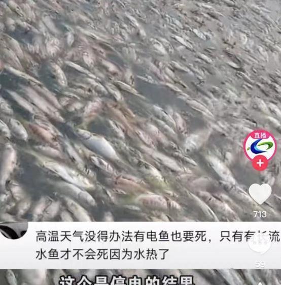 高温停电 数万斤鱼缺氧死亡漂满水面 这是咋情况？