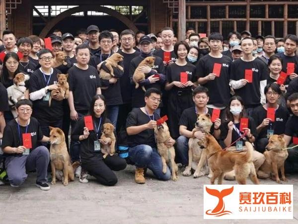 中国翻拍《忠犬八公》，主角将换成中华田园犬！