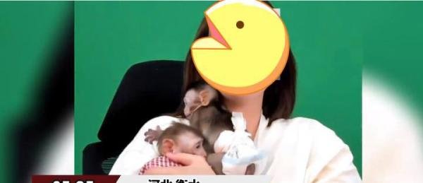 猴子抽烟涂口红，穿尿不湿直播“带货”网友：吃相难看