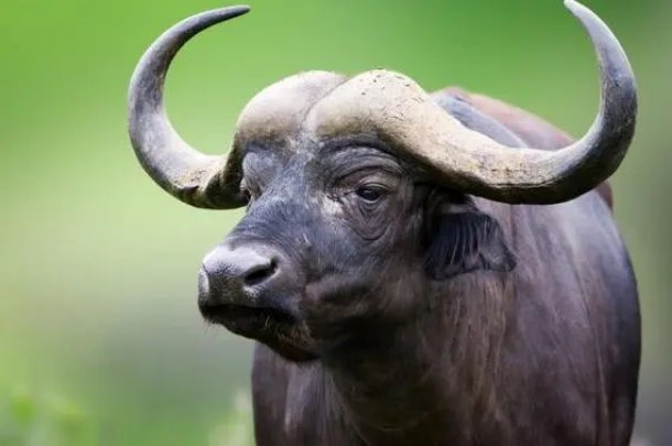 赤地千里说的是什么动物