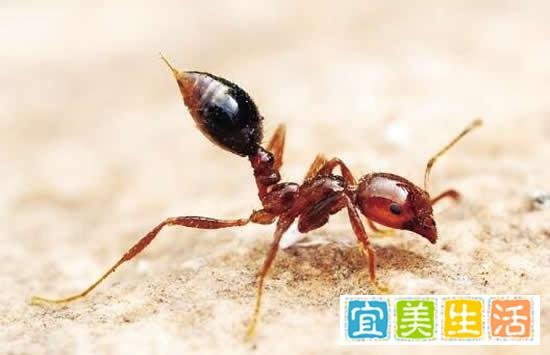 女子景区被蚂蚁叮咬心脏骤停 事件真相来了原来是这样