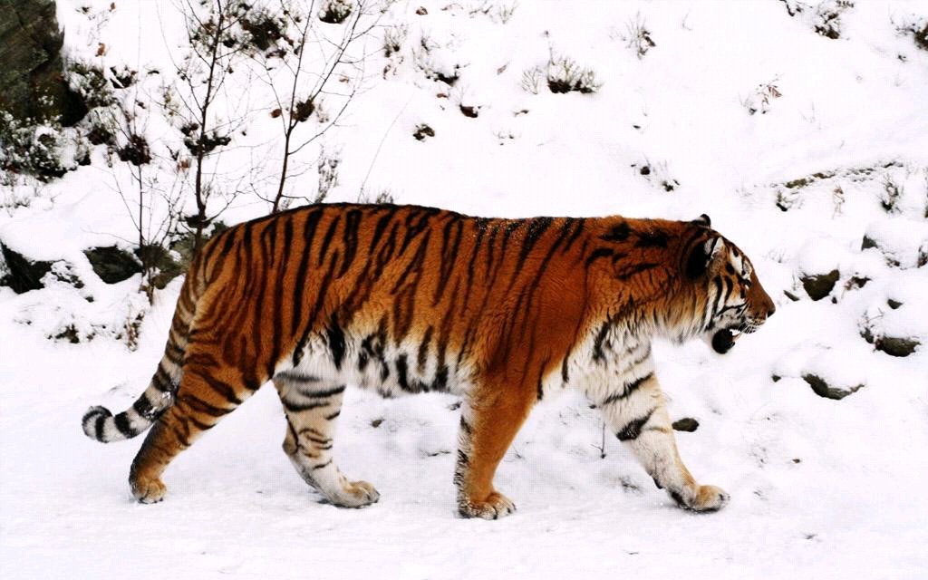 东北大叔雪地画老虎吓野猪，此举真的奏效吗？
