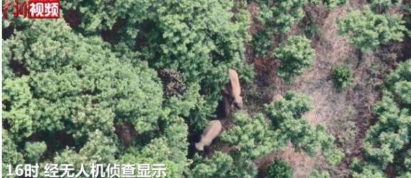 专家称象群迁徙方向是随机的 这是咋情况?