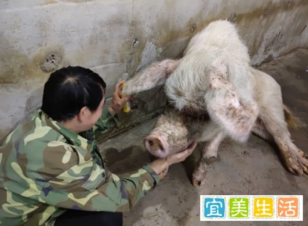 14岁猪坚强去世 原主人：有不舍，但看它自然死亡的心愿已实现