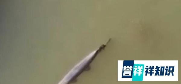 河南汝州怪鱼捕获！为一雄一雌两条，宁夏银川竟也出现鳄雀鳝踪迹
