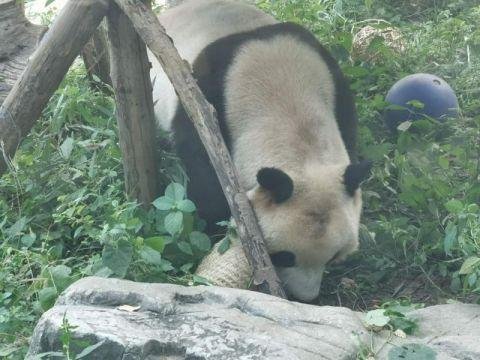 网红大熊猫突然头秃，为何大熊猫也会面临谢顶危机？