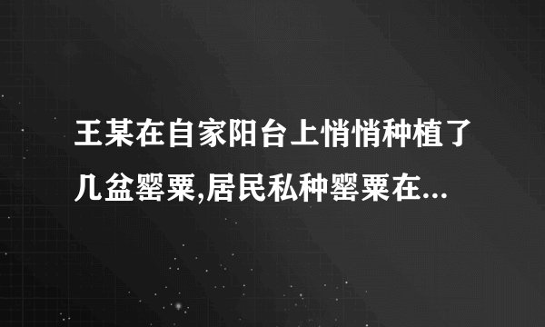 王某在自家阳台上悄悄种植了几盆罂粟,居民私种罂粟在阳台，被警方查获