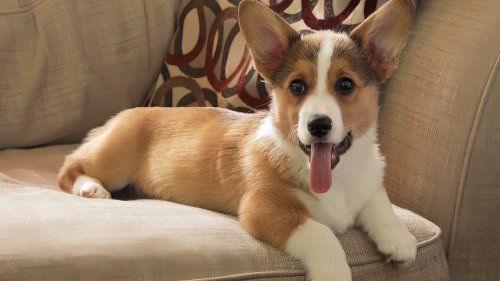 柯基最不值钱的颜色