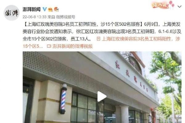上海红玫瑰,凋落只用了两天!
