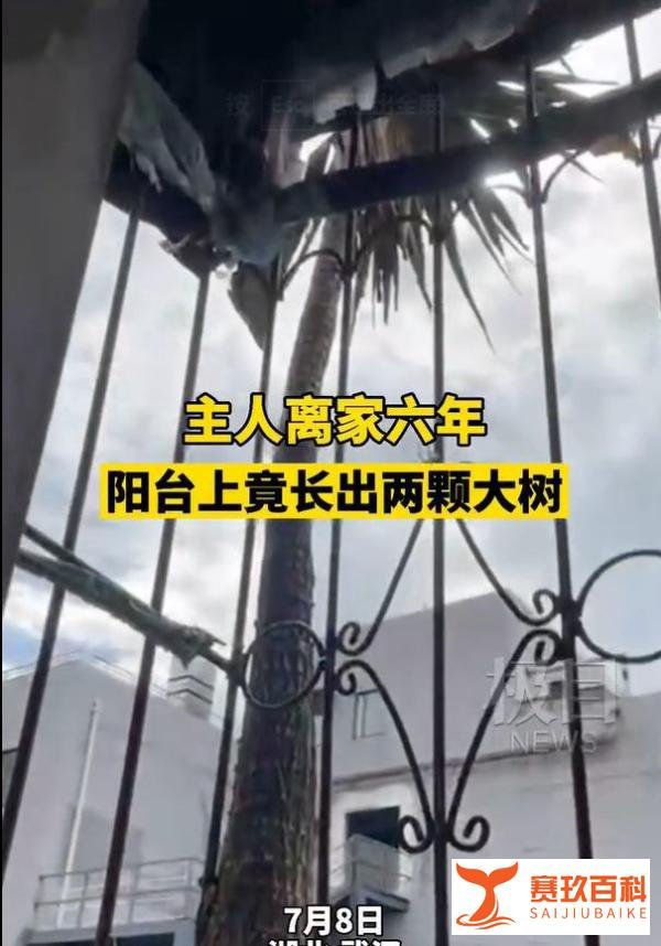 武汉爆料，得知离家6年阳台长出2棵大树主人连夜回家清理