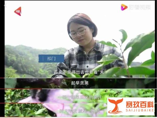 女生辞职回乡当茶农为村里增收 这是咋情况?