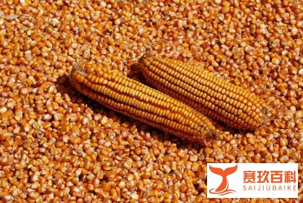 2022年3月全国玉米走势分析:玉米价格涨得发虚,潮粮有“风险”