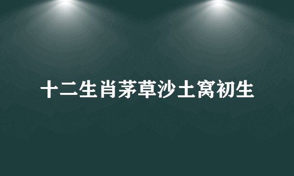 十二生肖茅草沙土窝初生