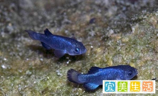 美国魔鬼洞现“沙漠海啸”!仅175条的沙漠鱼,会遭灭顶之灾吗?