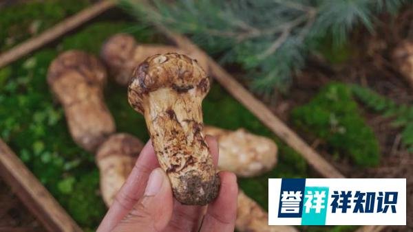 只有云南人才会给菌子过节，雨季的“菇勇者”们开启限时狂欢！