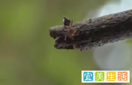 女子景区被蚂蚁叮咬心脏骤停 事件真相来了原来是这样