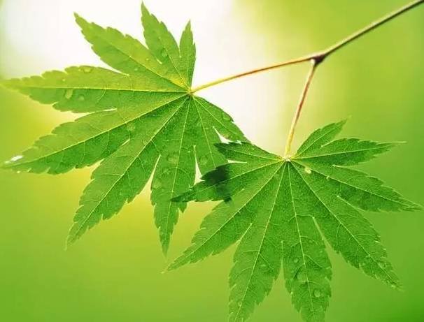 男孩公园偶遇神似自己的路人，具体情况是怎么样的？