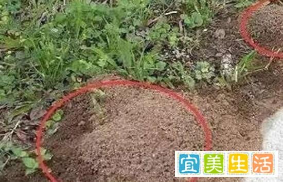 女子景区被蚂蚁叮咬心脏骤停 事件真相来了原来是这样