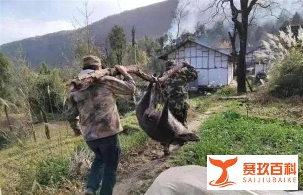 陕西渭南市林业局发布，捕猎野猪一头奖励2500元？防控野猪危害是该出手了