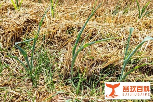 河南北部旱情：历时半个月，禾苗萎蔫