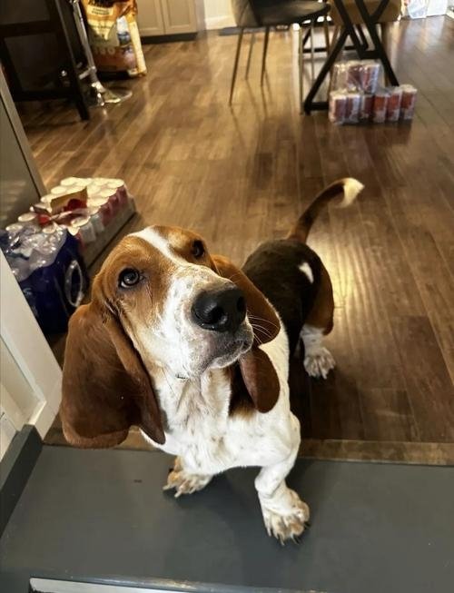 巴吉度犬多少钱一只?