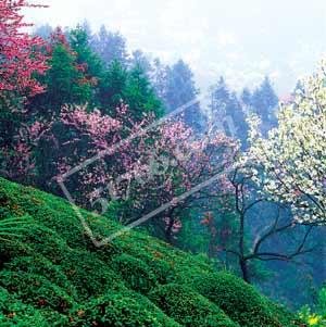 桃花村野事的内容简介