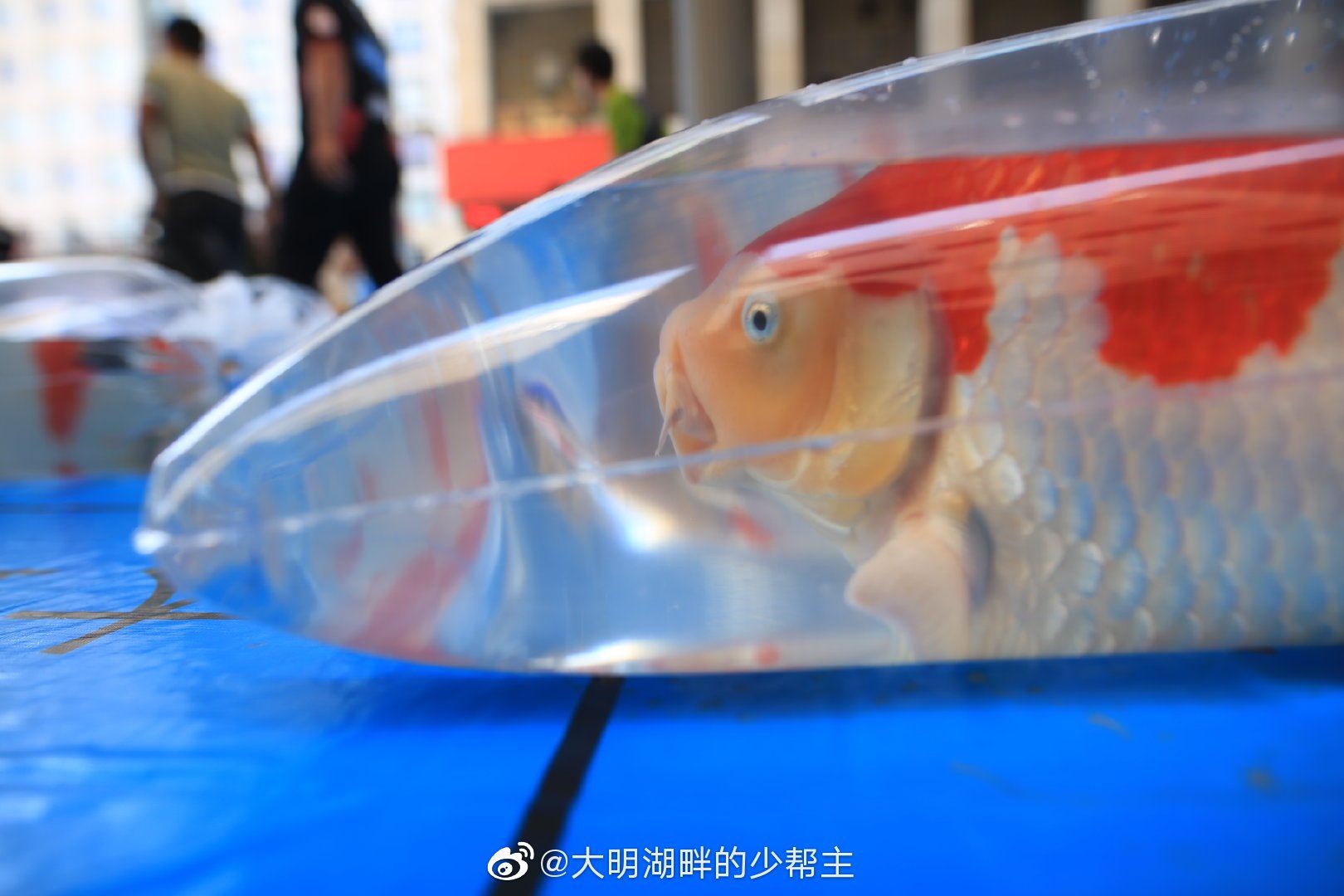 锦鲤的价格一般是多少？