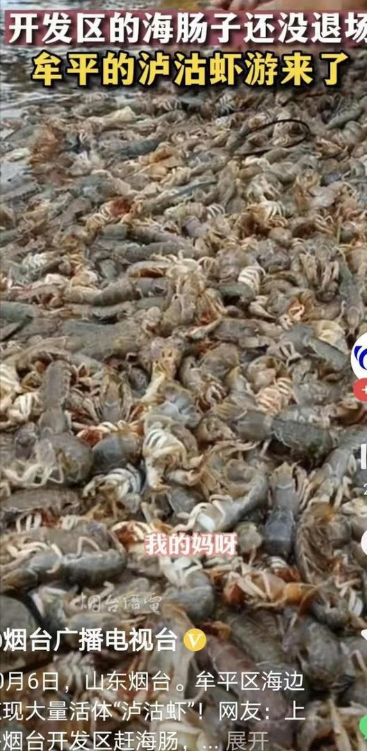 烟台海边出现大量泸沽虾 这是咋情况？