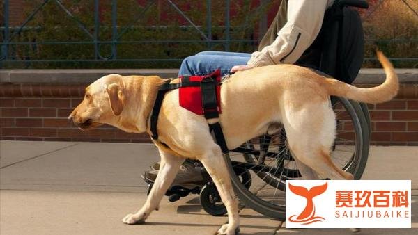 哈工大回应禁止导盲犬入内:为保护学生,确有需要可出示导盲犬证